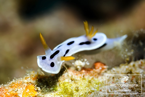 2012 PHILIPPINES - Moalboal
Nudibranche
2012 PHILIPPINES - Moalboal
Nudibranche